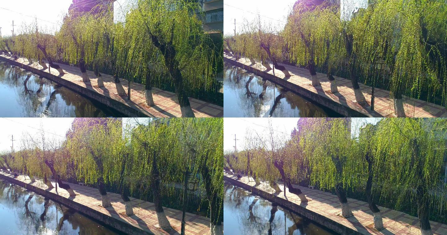 春天到来时河边的柳树