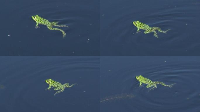 池塘里的青蛙蛙类吃害虫视频素材