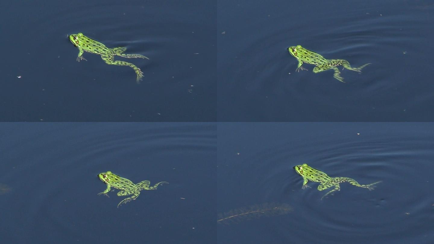 池塘里的青蛙蛙类吃害虫视频素材