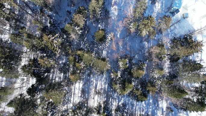 长白山森林公园冬季林海雪原森林小屋