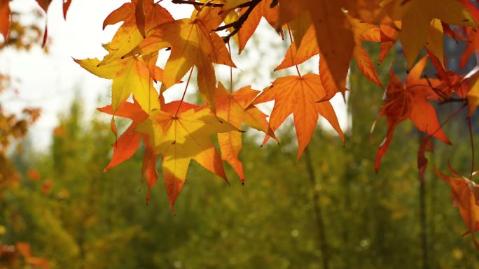 秋日阳光明媚，树叶随风摇曳，自然背景