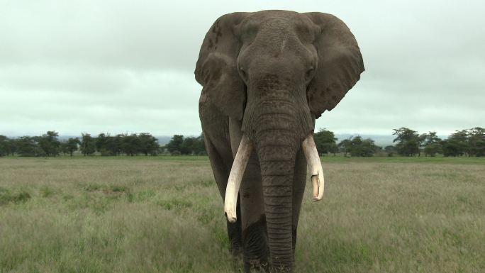 非洲象南非丛林草原大象灌木草丛
