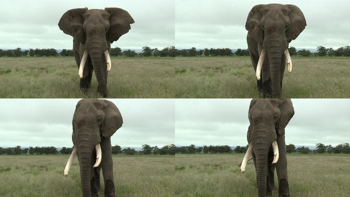 非洲象南非丛林草原大象灌木草丛