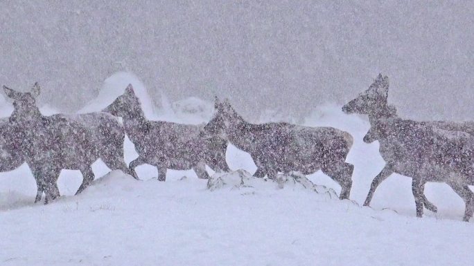 冬季暴风雪中美丽的鹿群