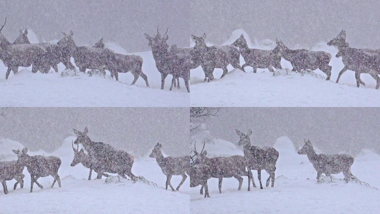 冬季暴风雪中美丽的鹿群