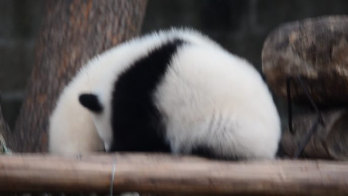 重庆动物园的国家一级保护动物大熊猫