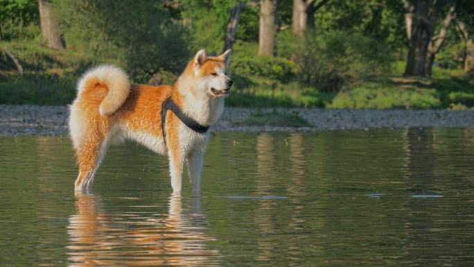 秋田犬秋田素材元素水中观望