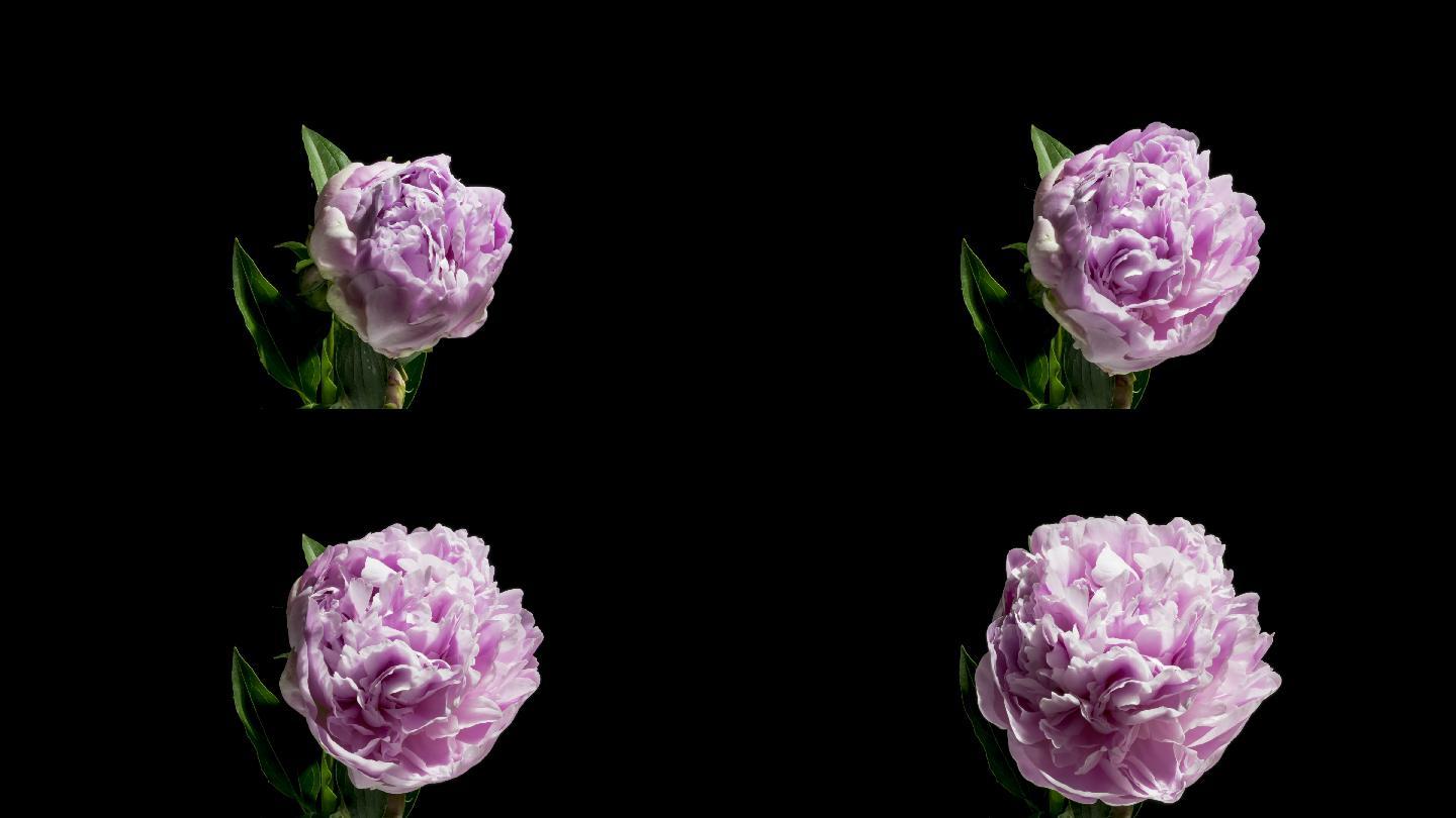 紫牡丹花绽放生机生命花开特写花骨朵花蕊