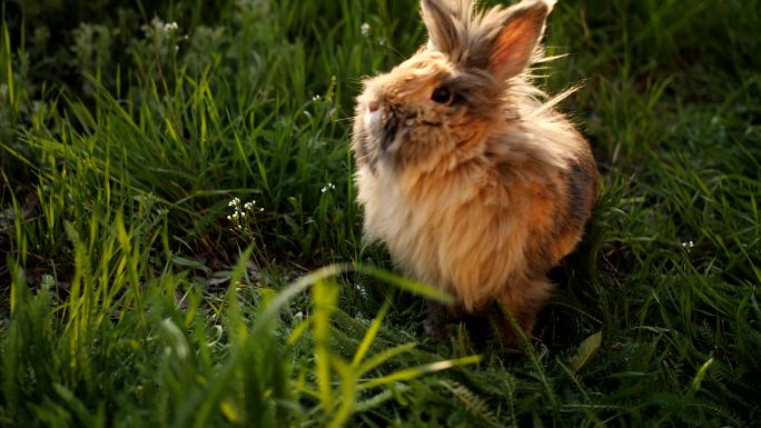 棕色兔子坐在绿色的草地上