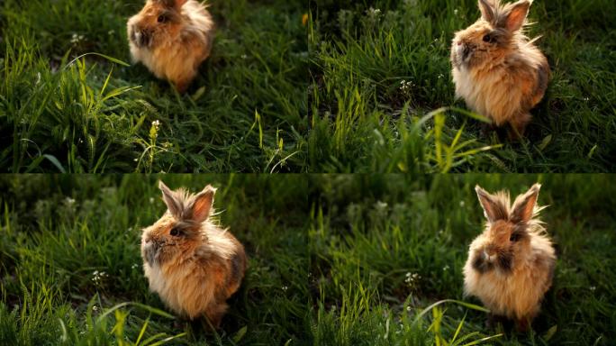 棕色兔子坐在绿色的草地上