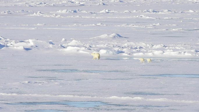 北极熊在北极行走挪威水上漂浮白鲸