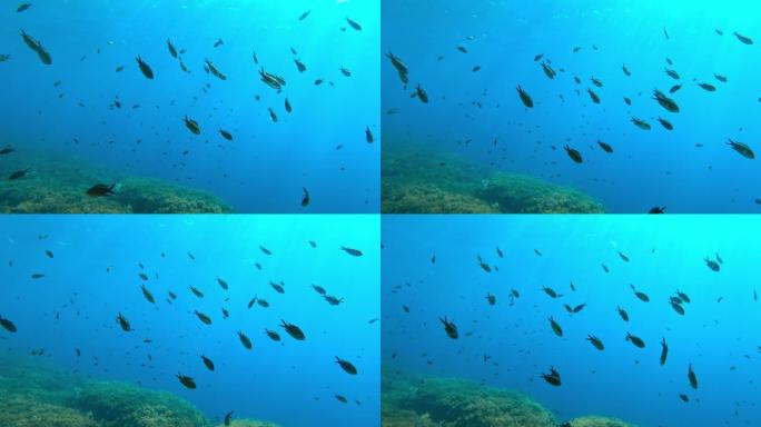 水下场景海洋世界小鱼