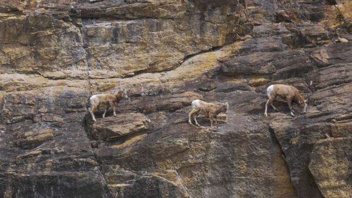 爬岩壁的山羊高原一级保护羊肉绝壁