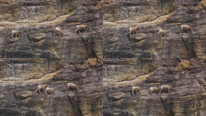 爬岩壁的山羊高原一级保护羊肉绝壁