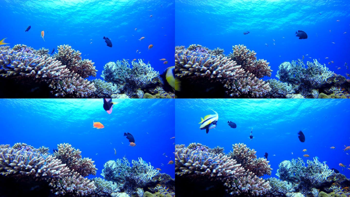 热带水下暗礁生态系统水生生物水母