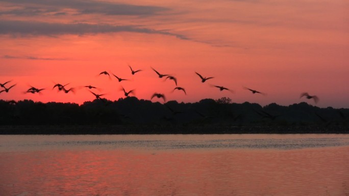 日出时一群鸟从湖水里飞出来