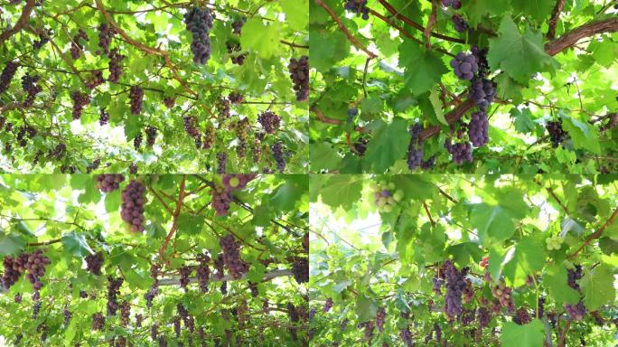 紫葡萄唯美可口水果温室硕果累累美味农产品