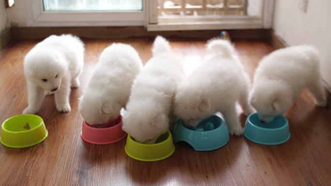 五只可爱的白色萨摩耶小狗在室内进食