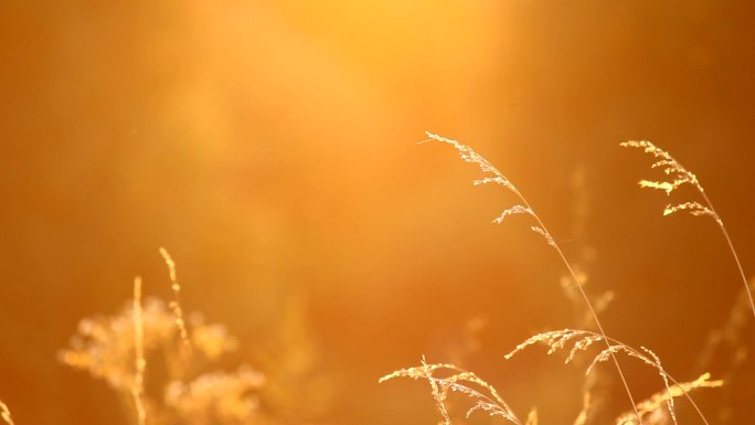 夕阳下摇曳的小草大自然夕阳太阳照射野草秋