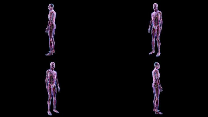 人体男性解剖学三维动画