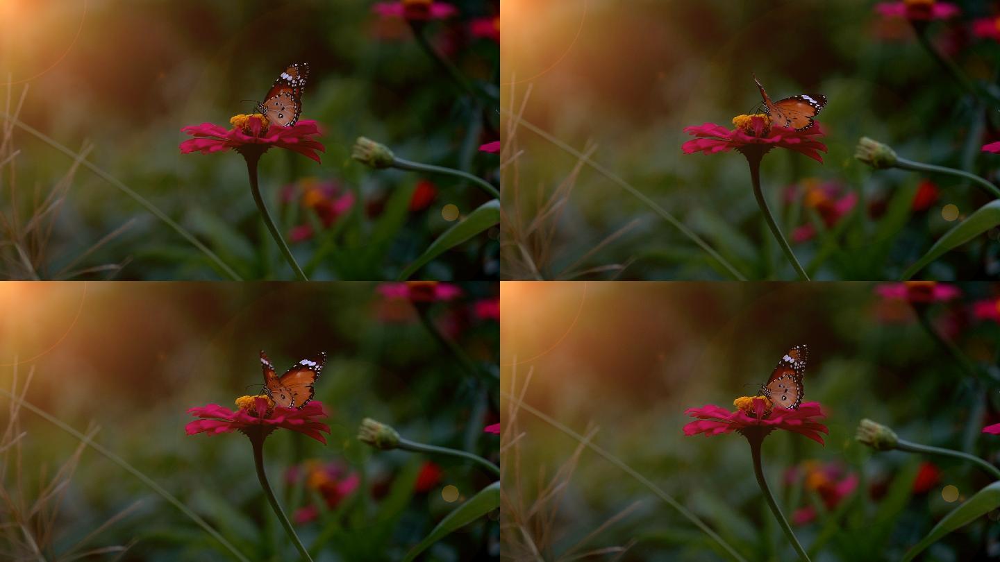 慢镜头美丽的蝴蝶在花上飞舞