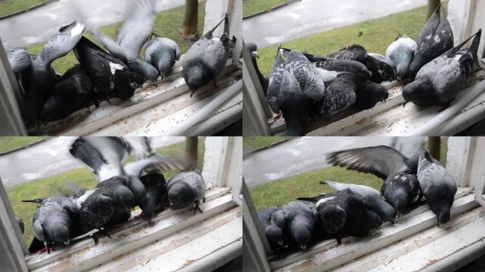 在窗台上用鸟食喂鸽子。