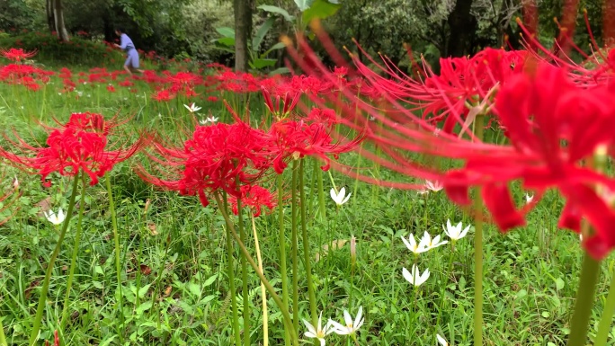 城市公园彼岸花红花野花公园城市绿化花草