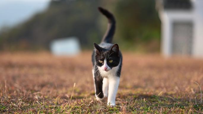 猫 黑白猫 可爱萌宠 动物 悠闲猫咪特写