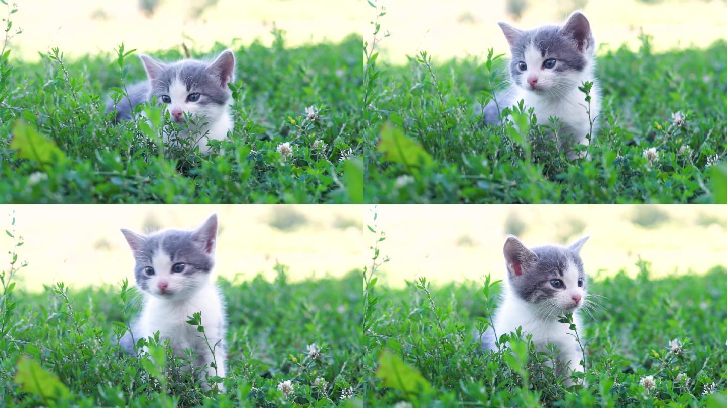 坐在草地上的猫宠物店猫粮狗粮流浪猫猫砂盆