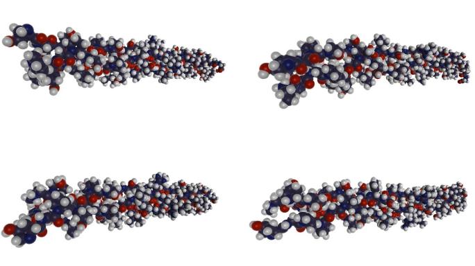 胶原纤维生物分子