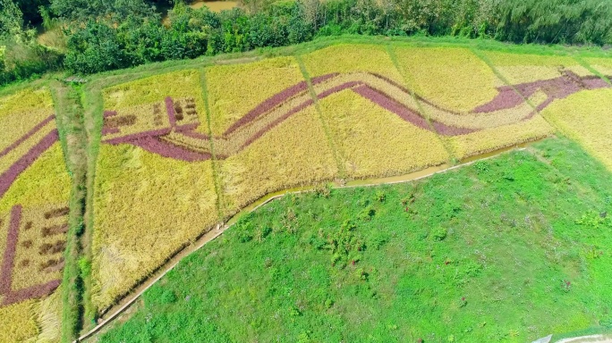 宜良县耿家营河湾村建国70周年彩色稻田