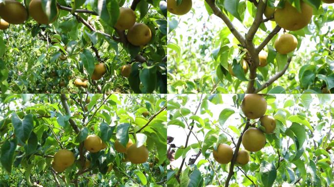 梨黄梨唯美可口水果硕果累累美味农产品