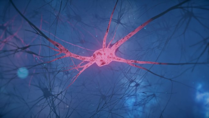 神经元和突触活动的动画