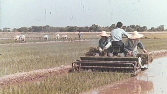 六十年代农村收麦子、插秧、收棉花