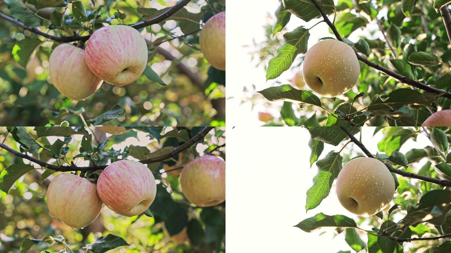 农耕苹果园枝头成熟的果子
