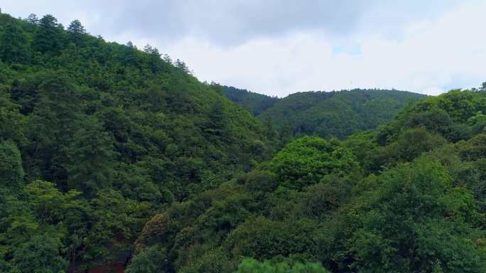 夏天大山里的树林