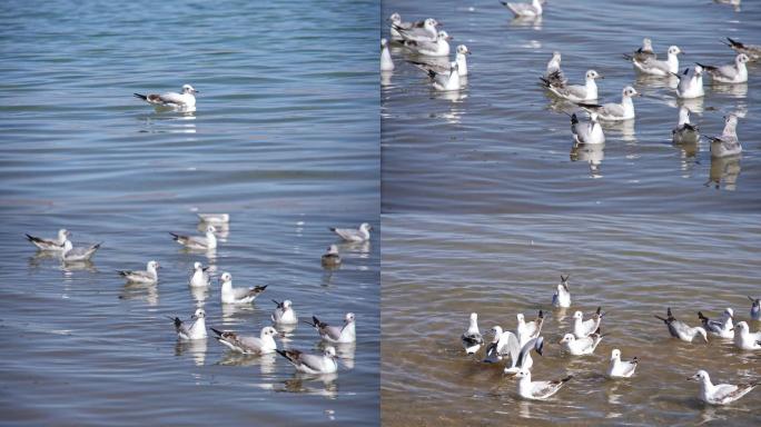 青海湖里游泳的鸟