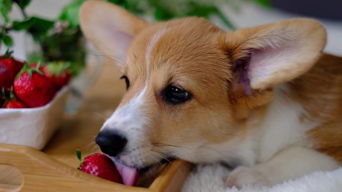 科基小狗在家吃草莓