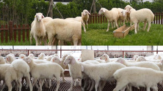 羊湖羊绵羊畜牧业家畜养殖业视频实拍4k