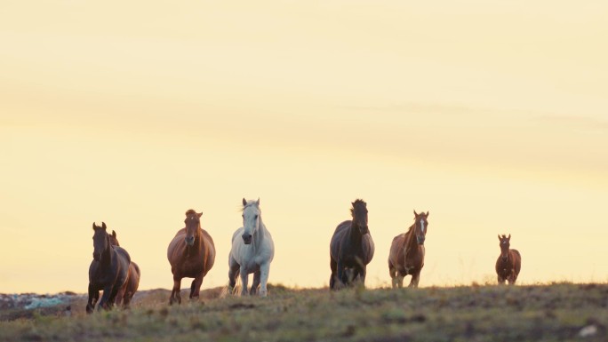 在草地上奔跑的马动物身体部位放牧农业