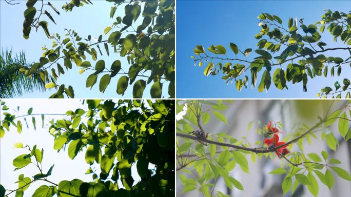 【原创】写意树叶阳光经典空镜头通用素材