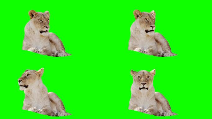 母狮在绿色屏幕上四处张望