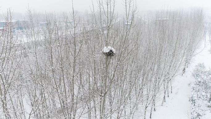 下雪天鸟窝