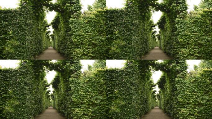 绿色的过道走廊自然树叶