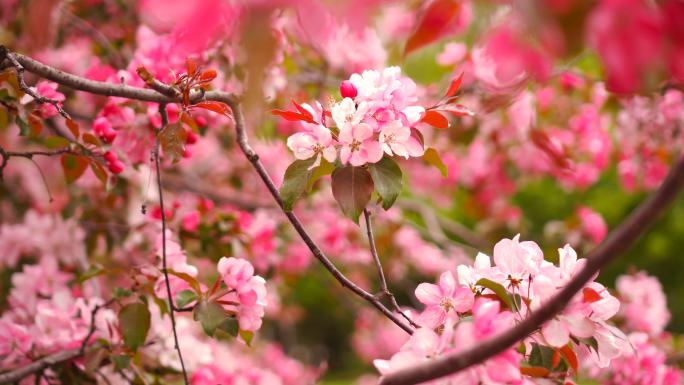 樱花樱花园樱花林樱花盛开