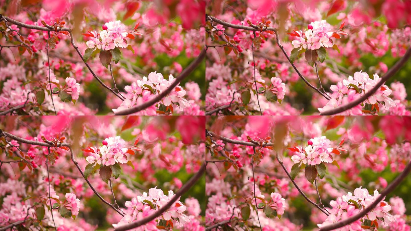 樱花樱花园樱花林樱花盛开