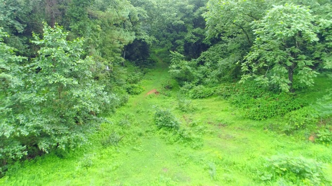 夏天大山里的树林