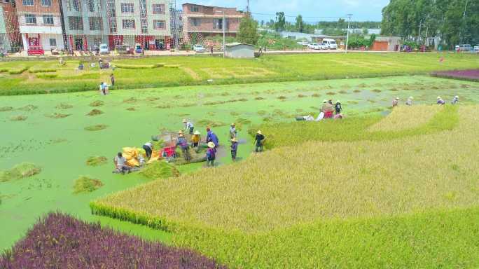 建国70周年沙堤村彩色水稻丰收节航拍