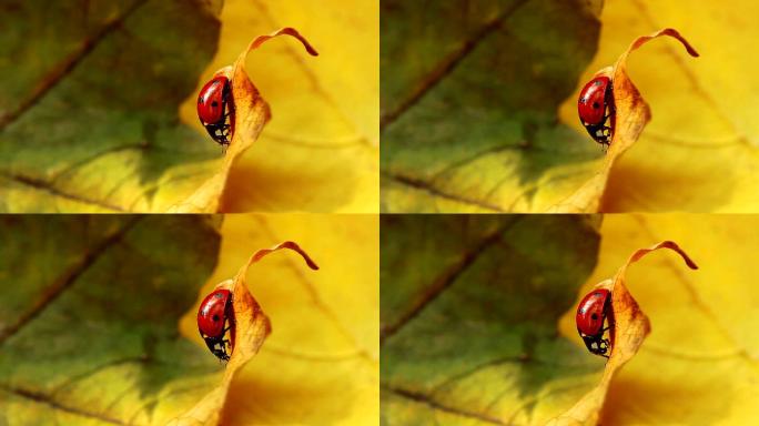 秋叶上的瓢虫户外特写微距世界微观实拍