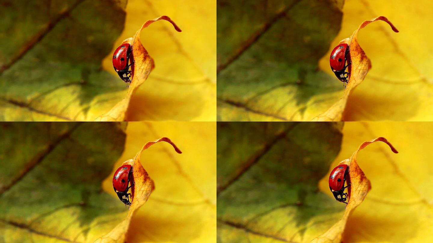 秋叶上的瓢虫户外特写微距世界微观实拍